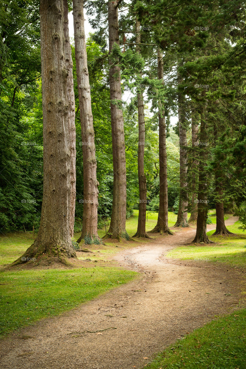 Love this dreamy image of a road leading it the distance and the sunlight on the path in between tall trees