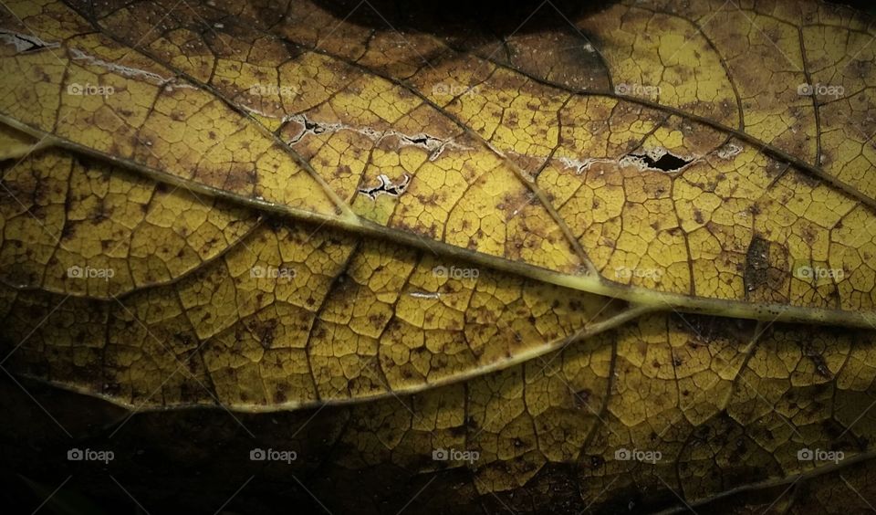 Color love fall leaf in golden yellow close up