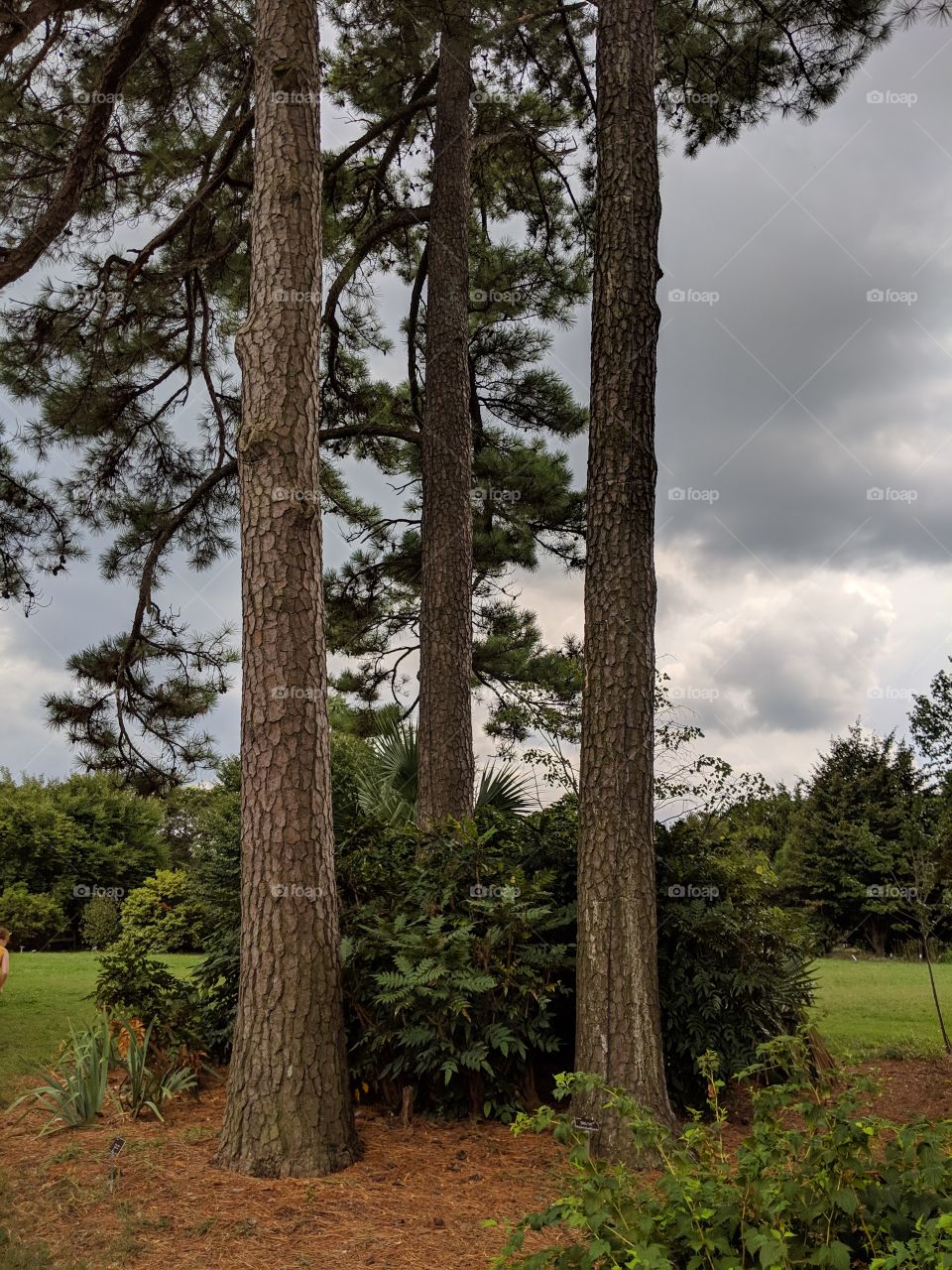 Pine tree triad before a storm
