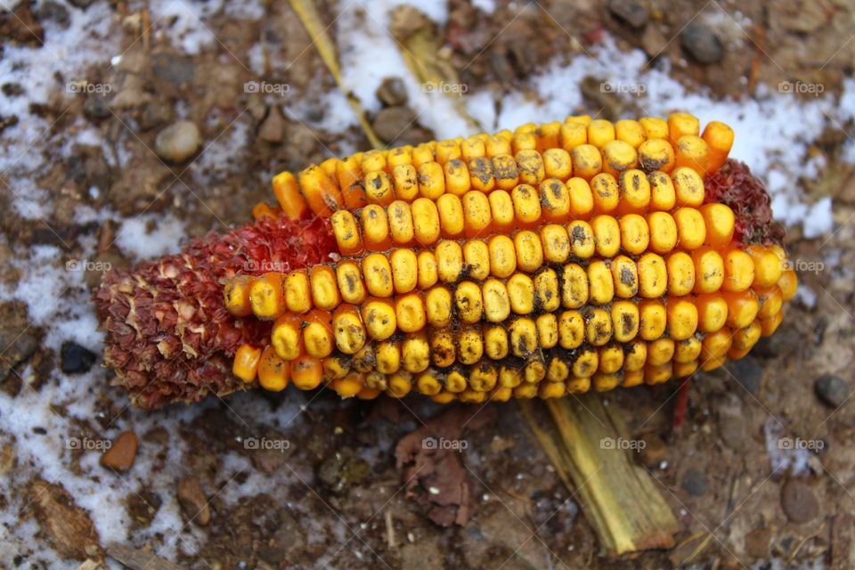 Corn on ground and snow