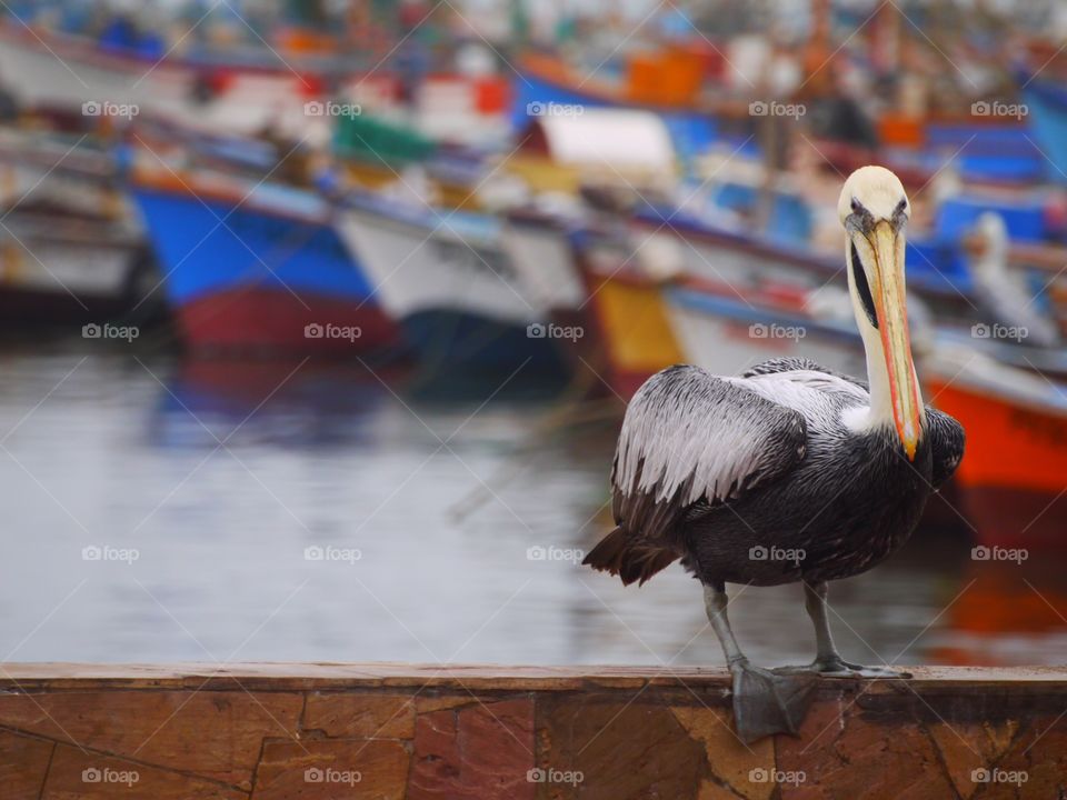 Bird, No Person, Water, Outdoors, Travel