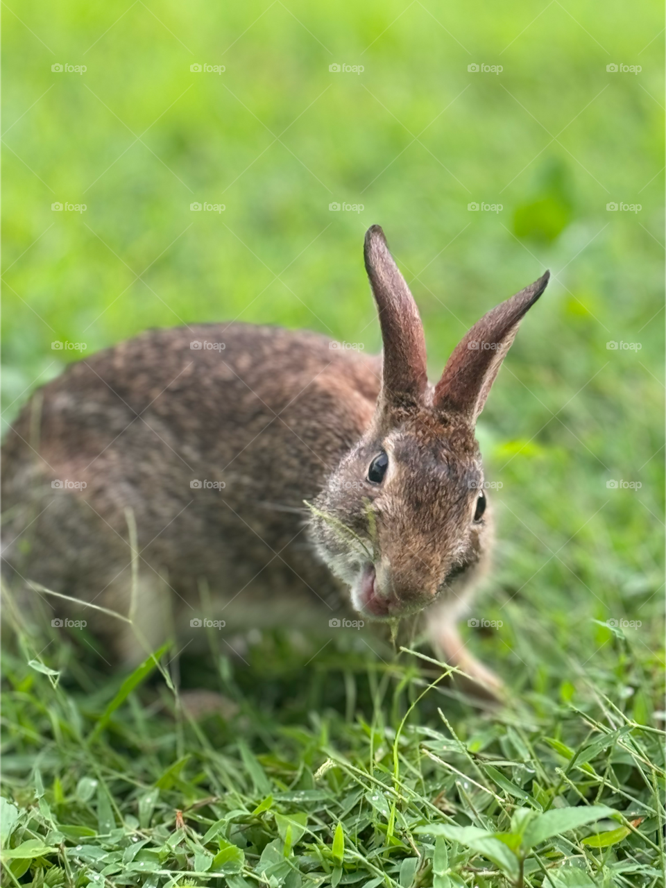 Binky the rabbit eating his greens.