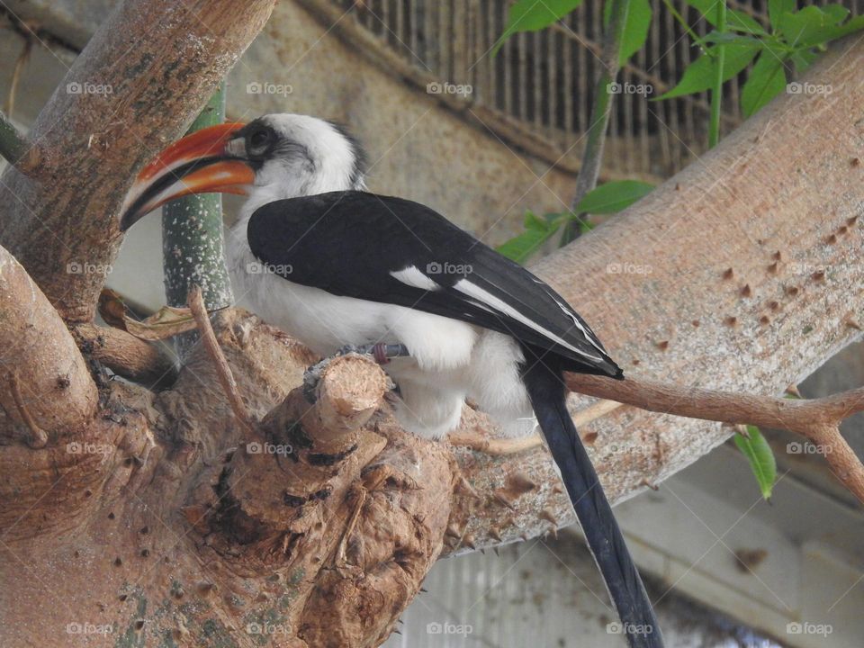 A close up of a bird