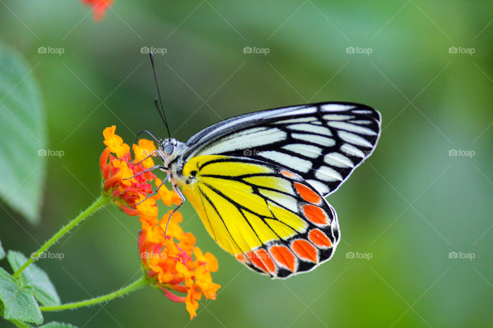 Beautiful butterfly