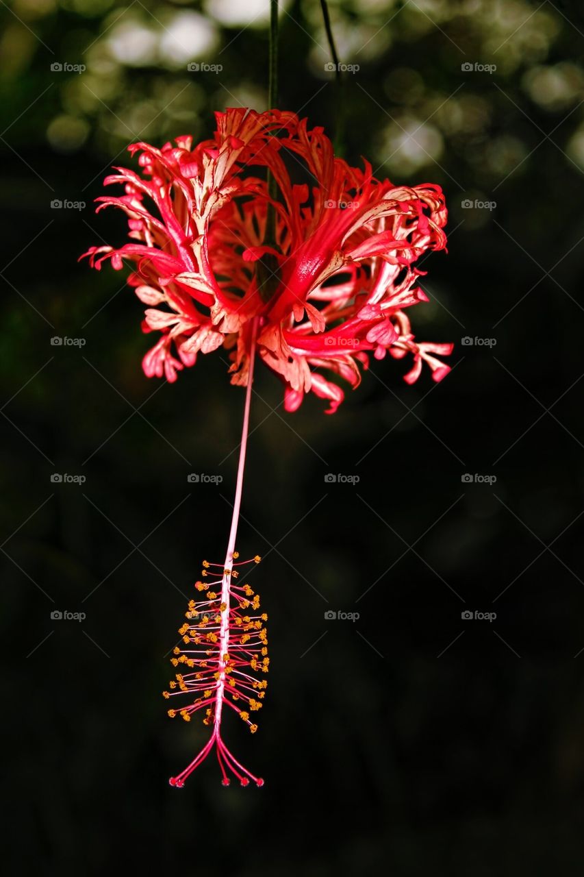 Eden Project