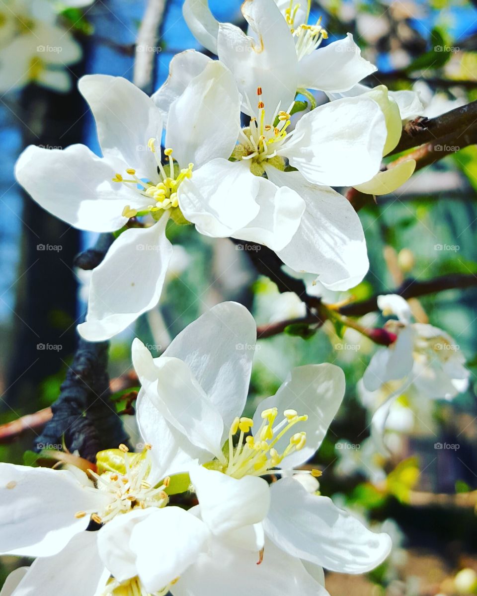 Apple blossoms are a harbinger of spring