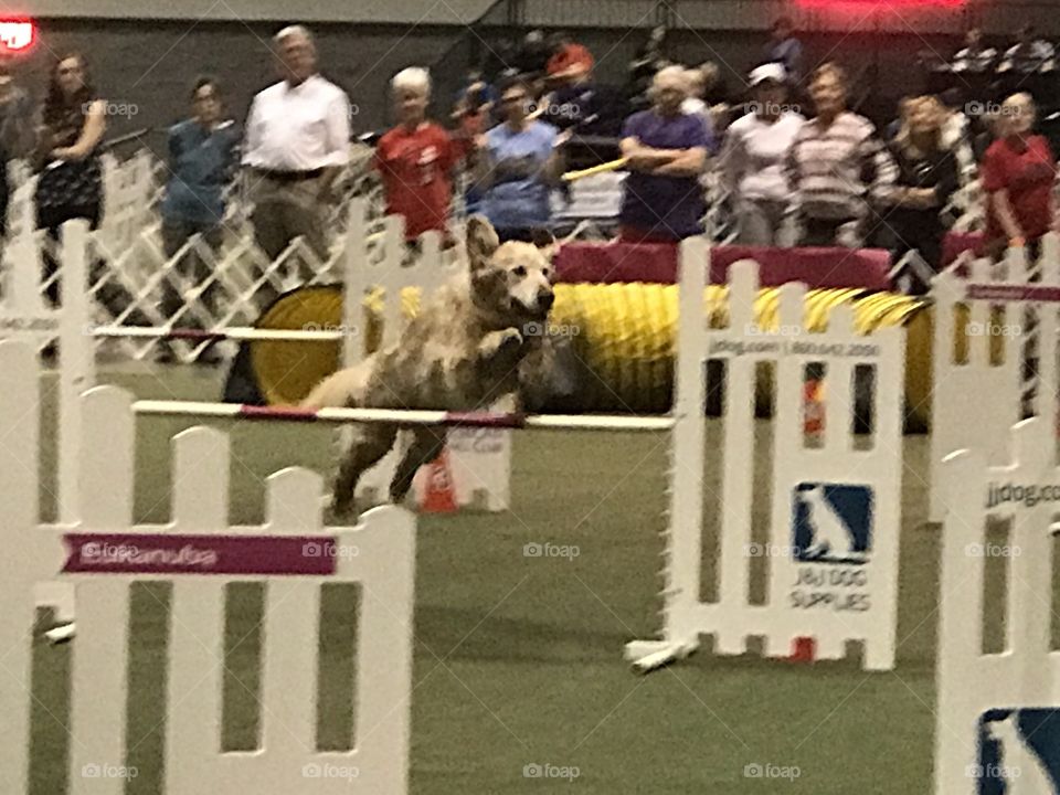 Competition, People, Many, Man, Action