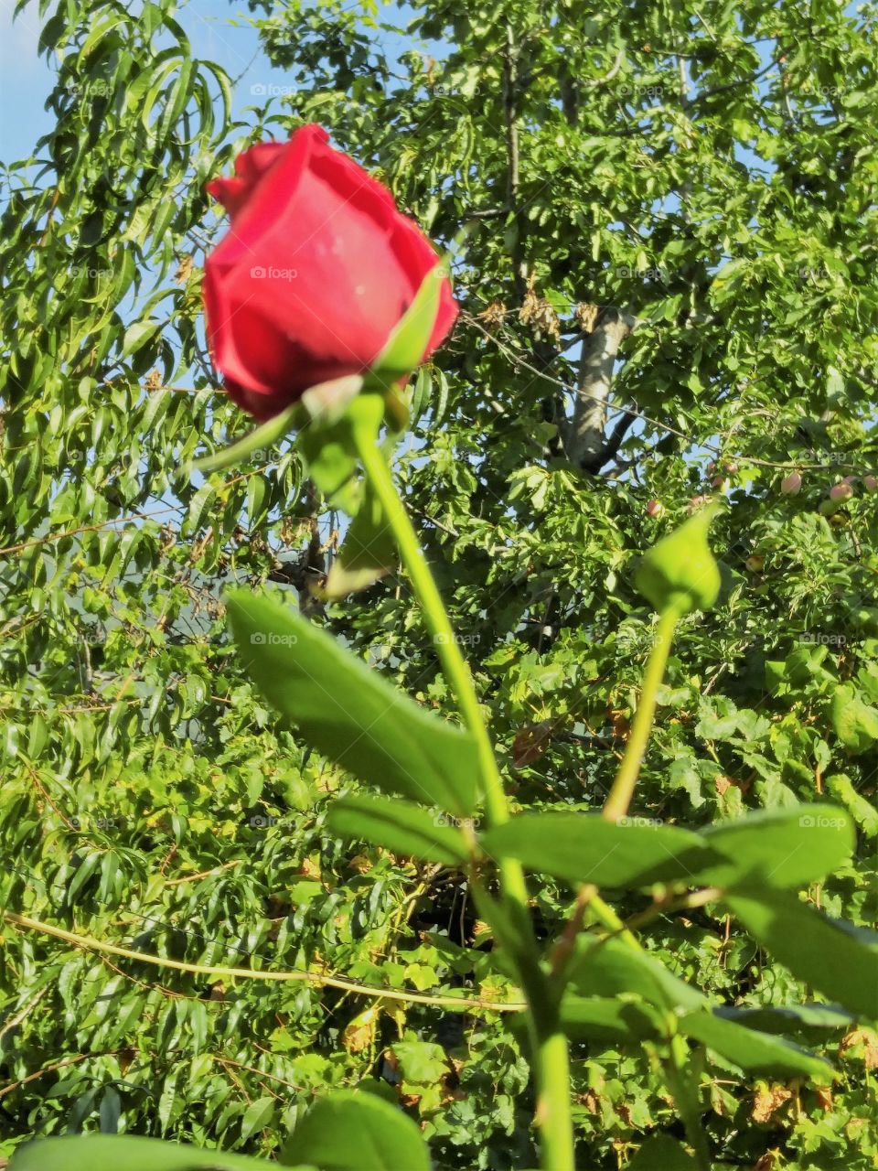 Rose on the background of trees .