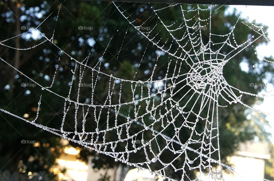 Dew on a web