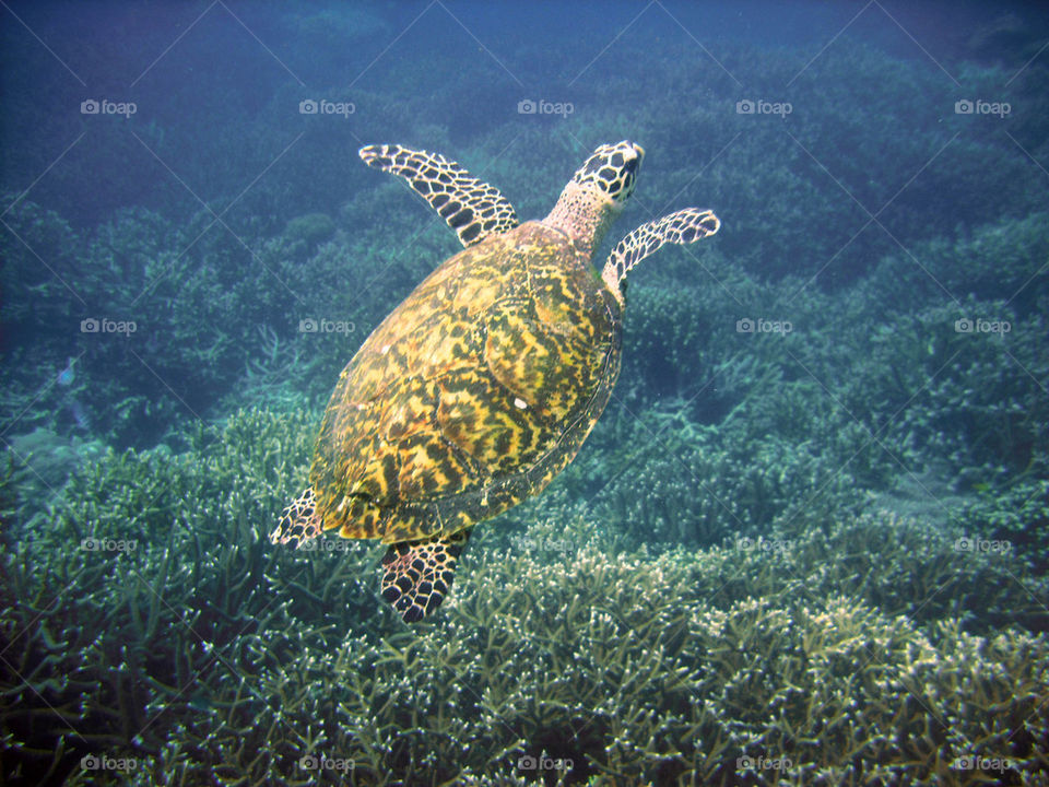 Diving with a hawksbill turtle in Malaysia - Tioman Island