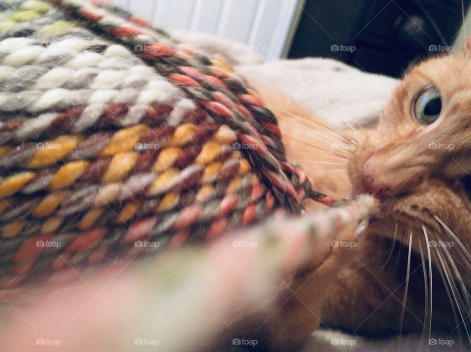 Ginger kitty playing with colorful yarn 🧶