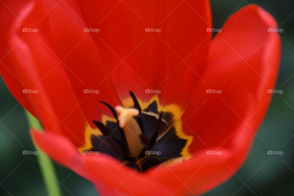 red tulip stamen close-up