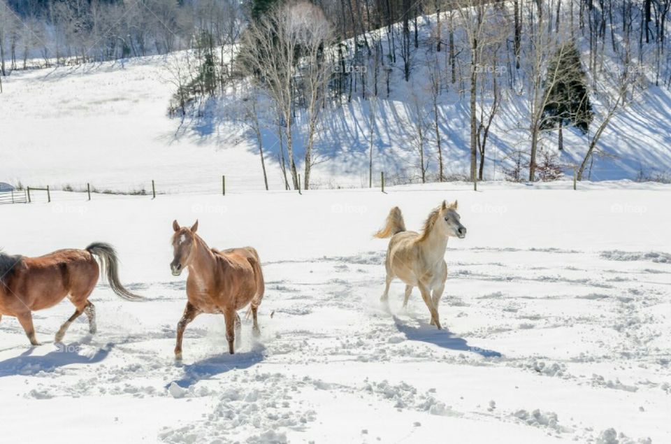 Egyptian Arabian Horses playing in snow