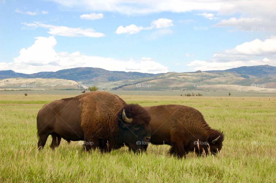 Buffalo Pair