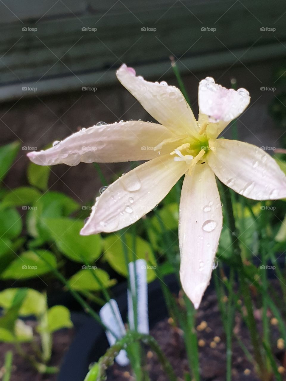 the beautiful rain lilly in Thailand