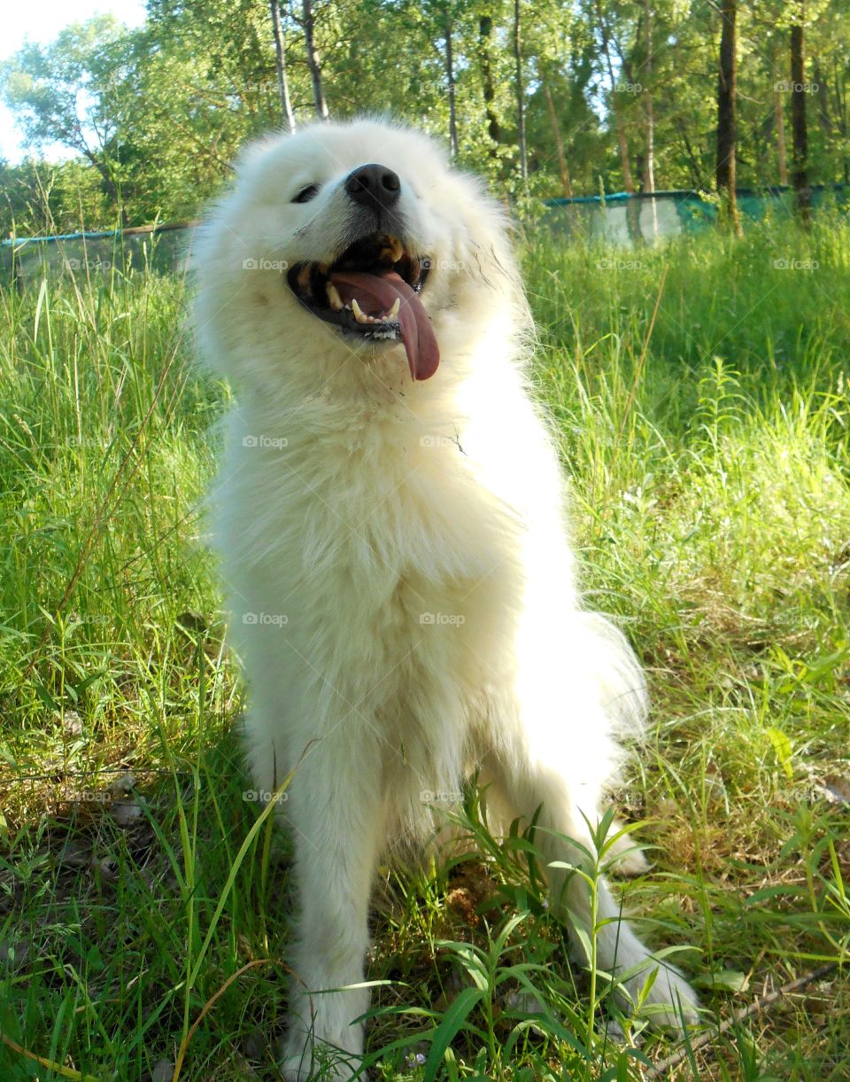 white dog smiling green grass background, spring and summer time