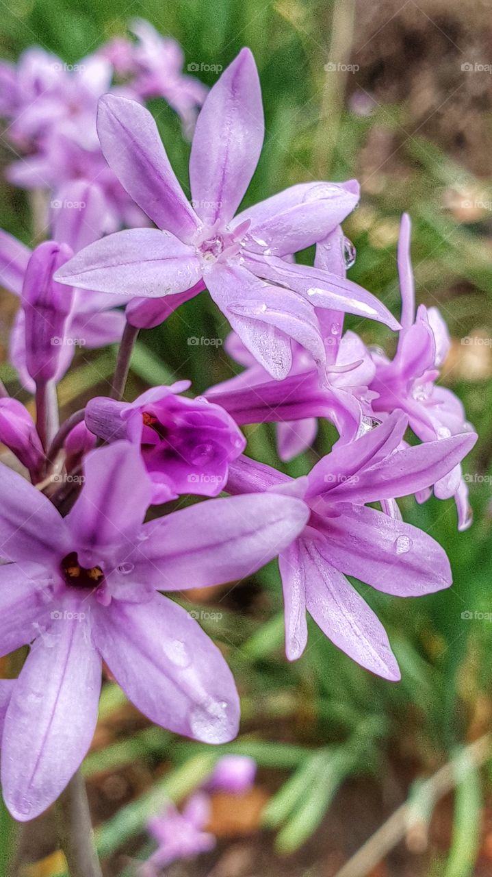 purple flowers