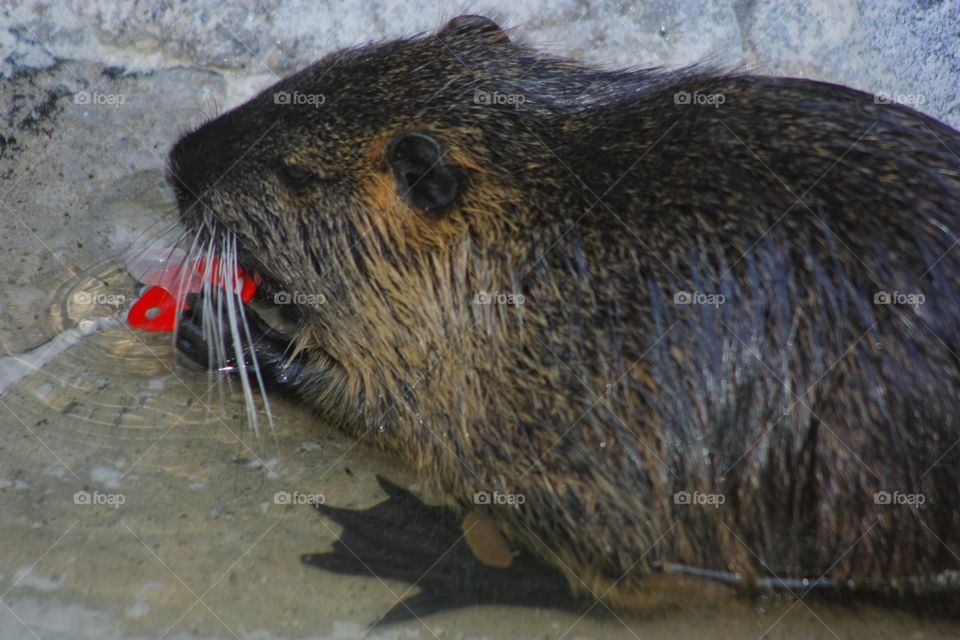 River rat. River rat playing with baby sucker