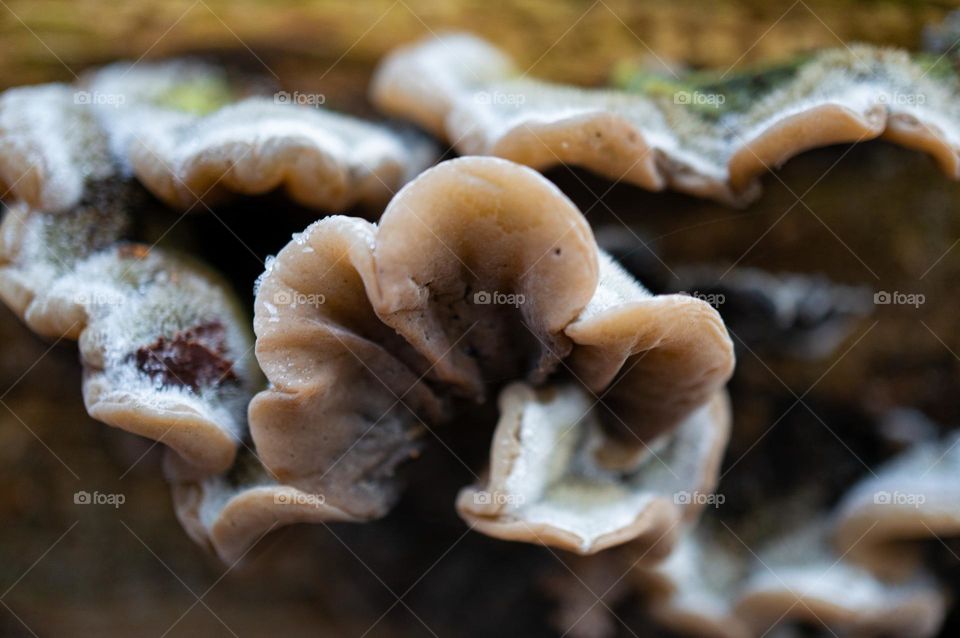 Close up of a mushroom in the forest