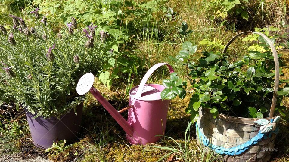 Garden, Flora, Flower, Leaf, Pot
