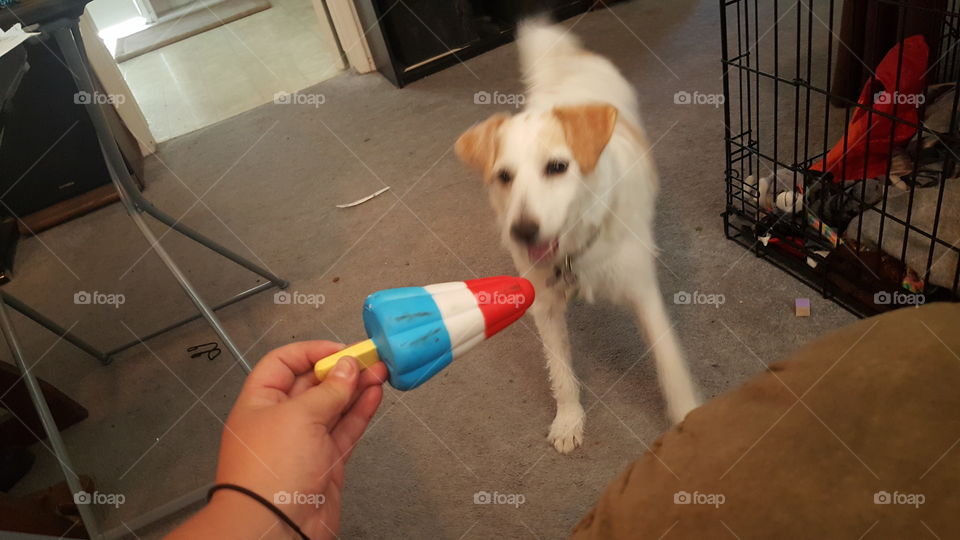 jack russell excited for bomb pop popsicle squeaky toy