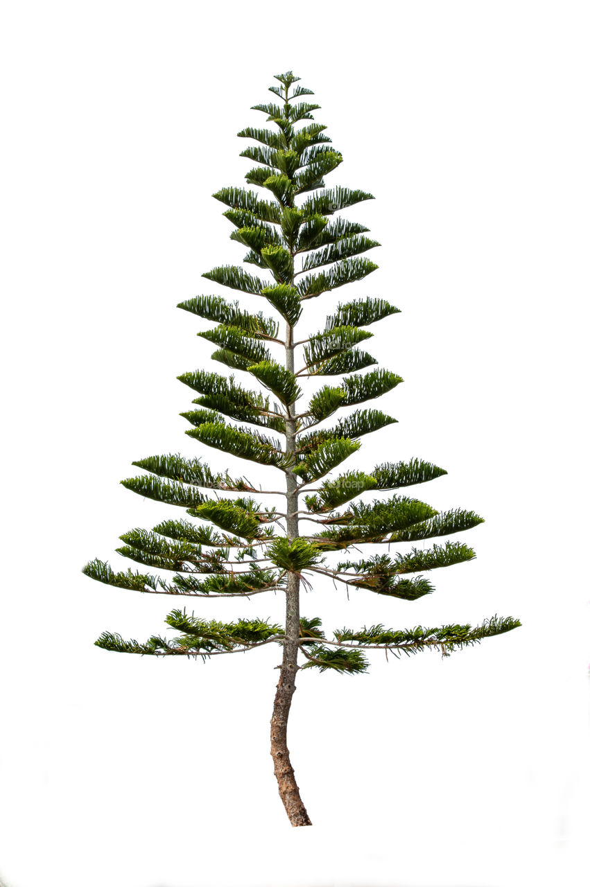 Pinus on a white background with clipping path.