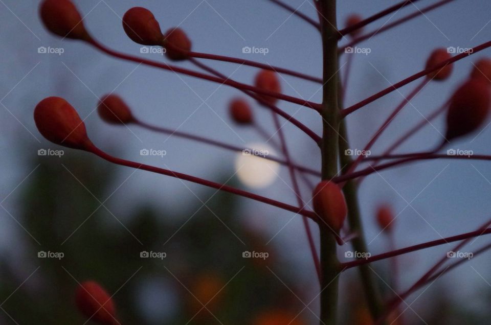 Flower Buds in the Moonlight