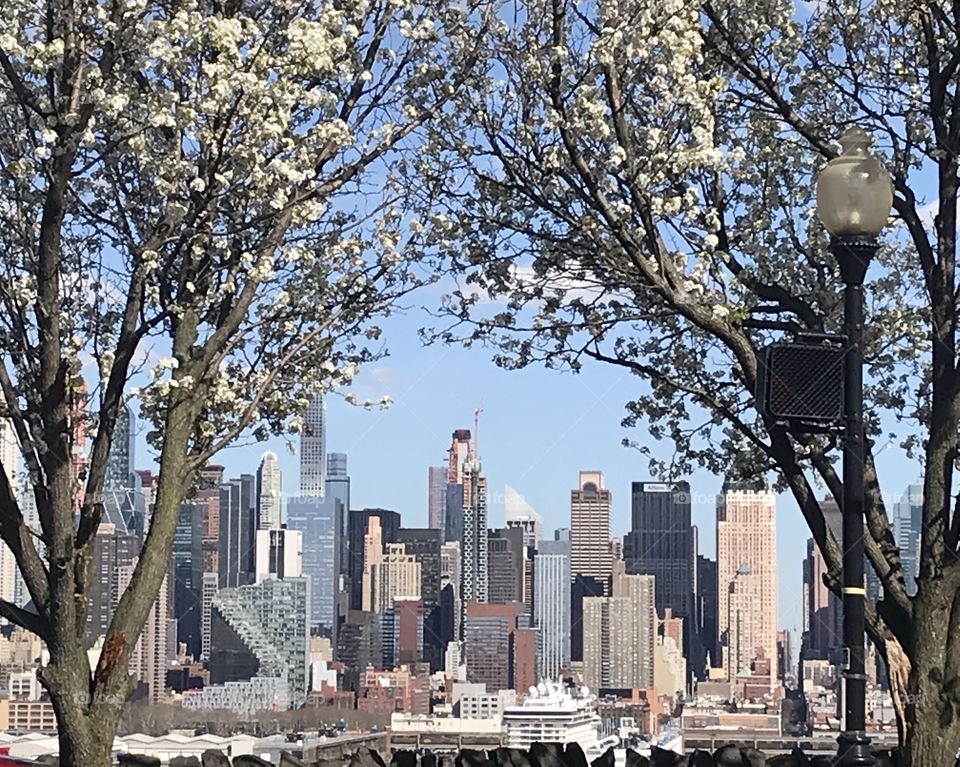 Hudson River Tree Manhattan View