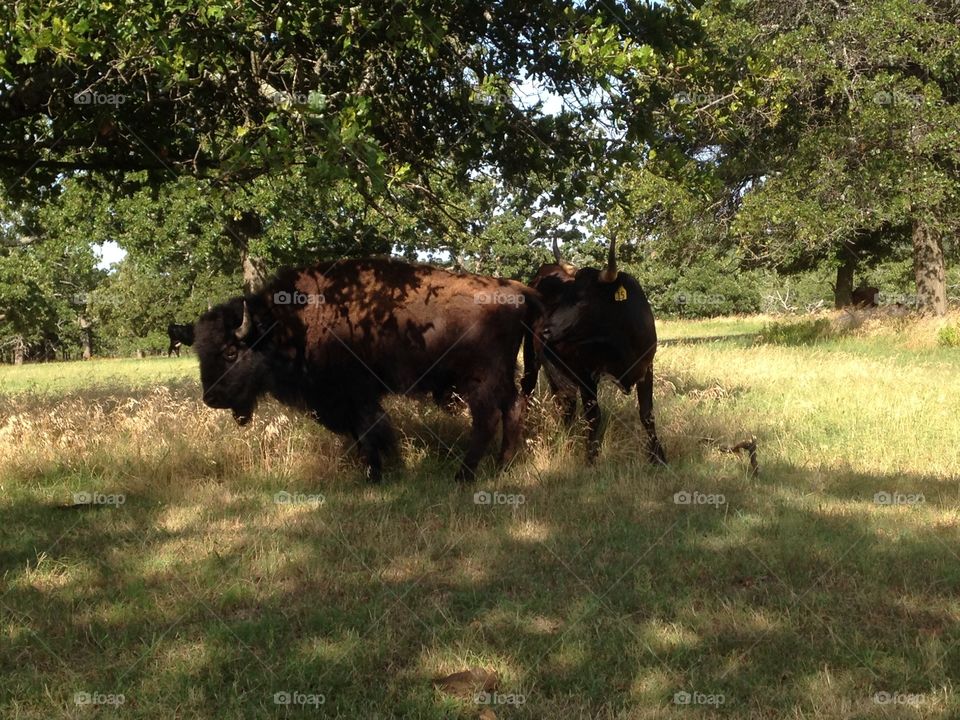 Side view of Bison buffalo in grassy meadow.