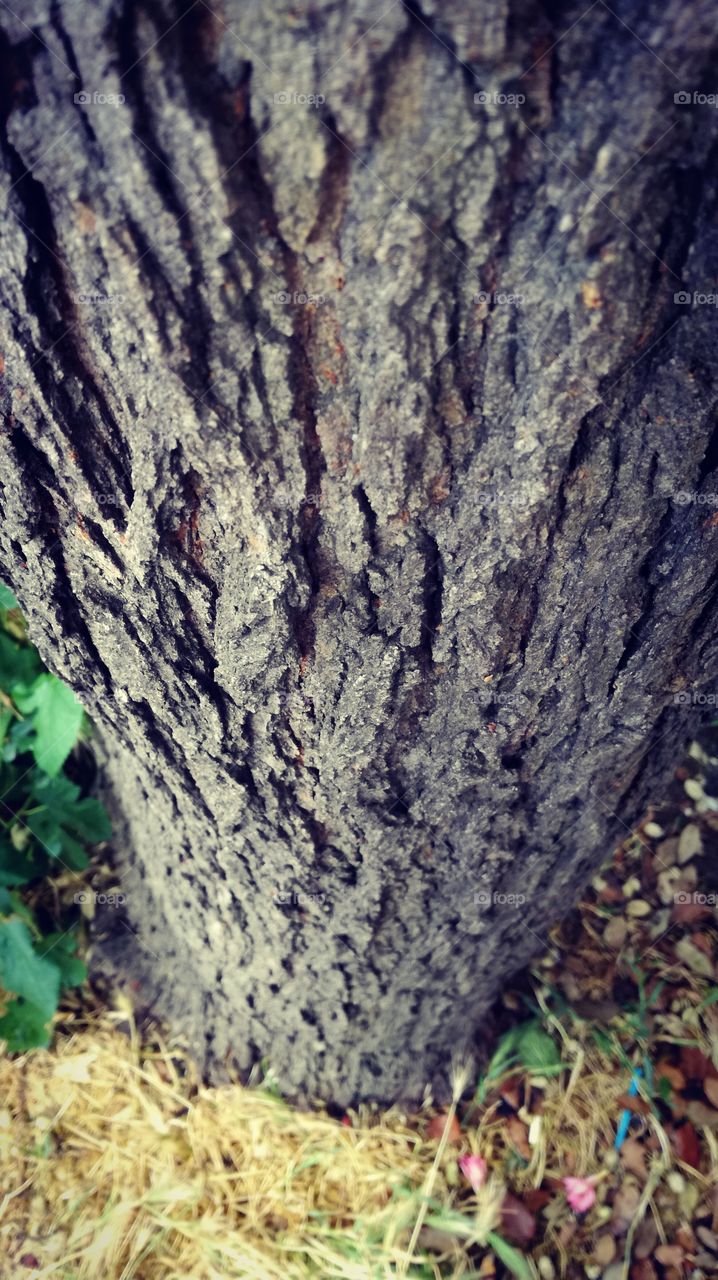 Tree trunk