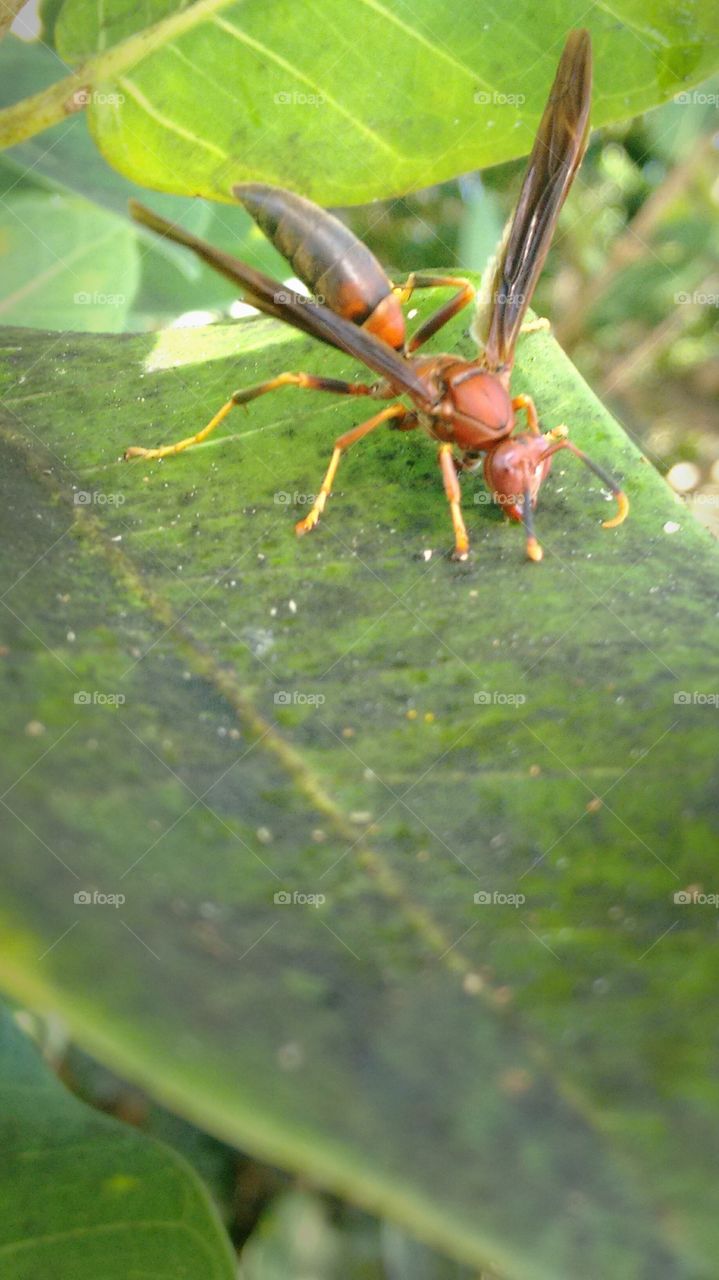 wasp warrior