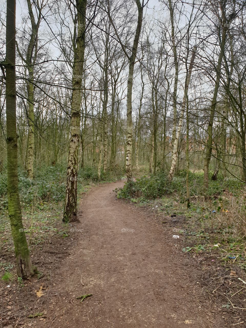 yorkshire woodland walks