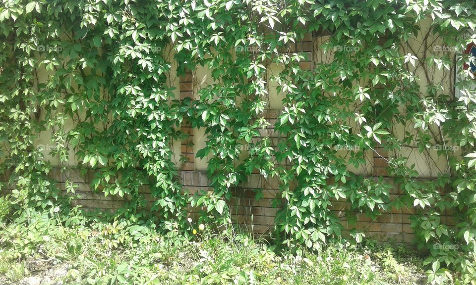 Ivy on the wall