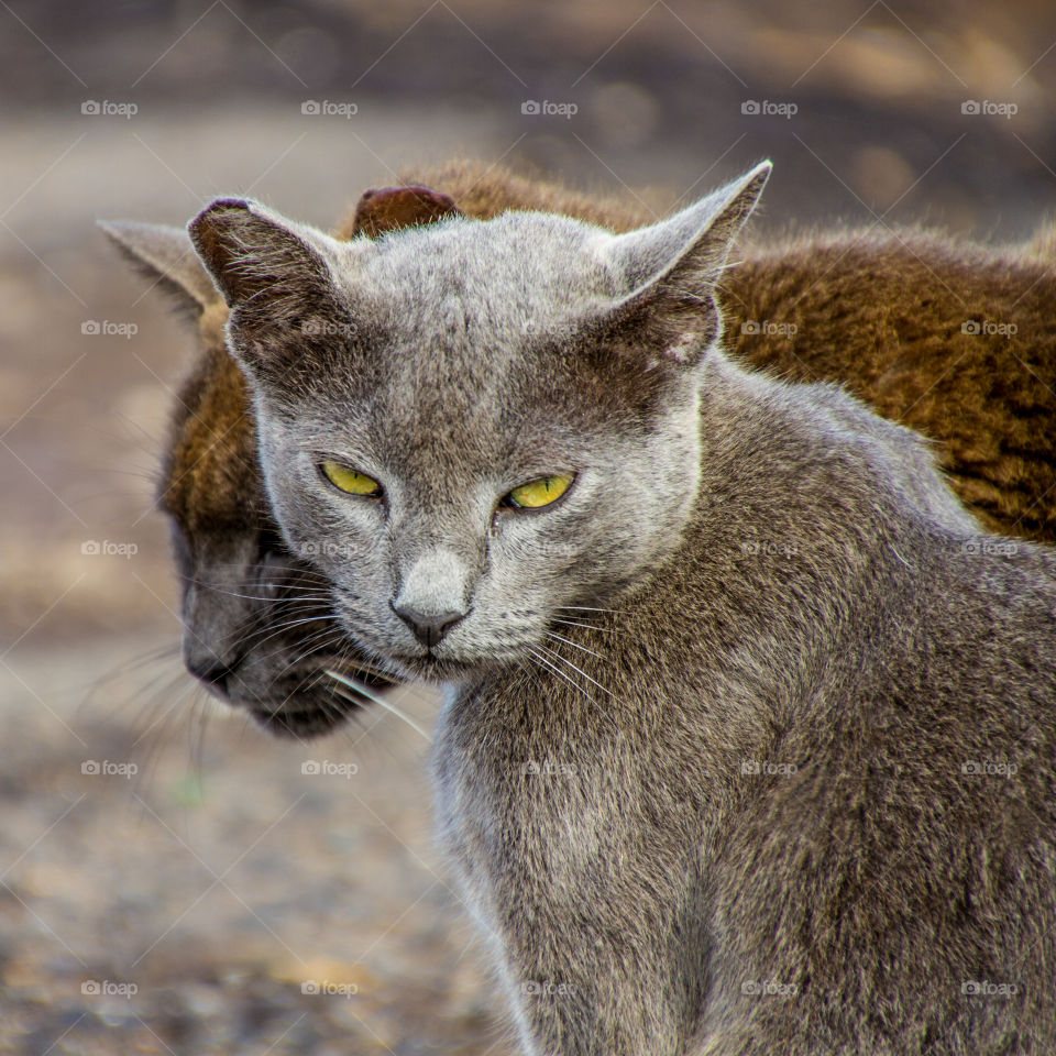 Wild cats on Kauai, Hawaii.  