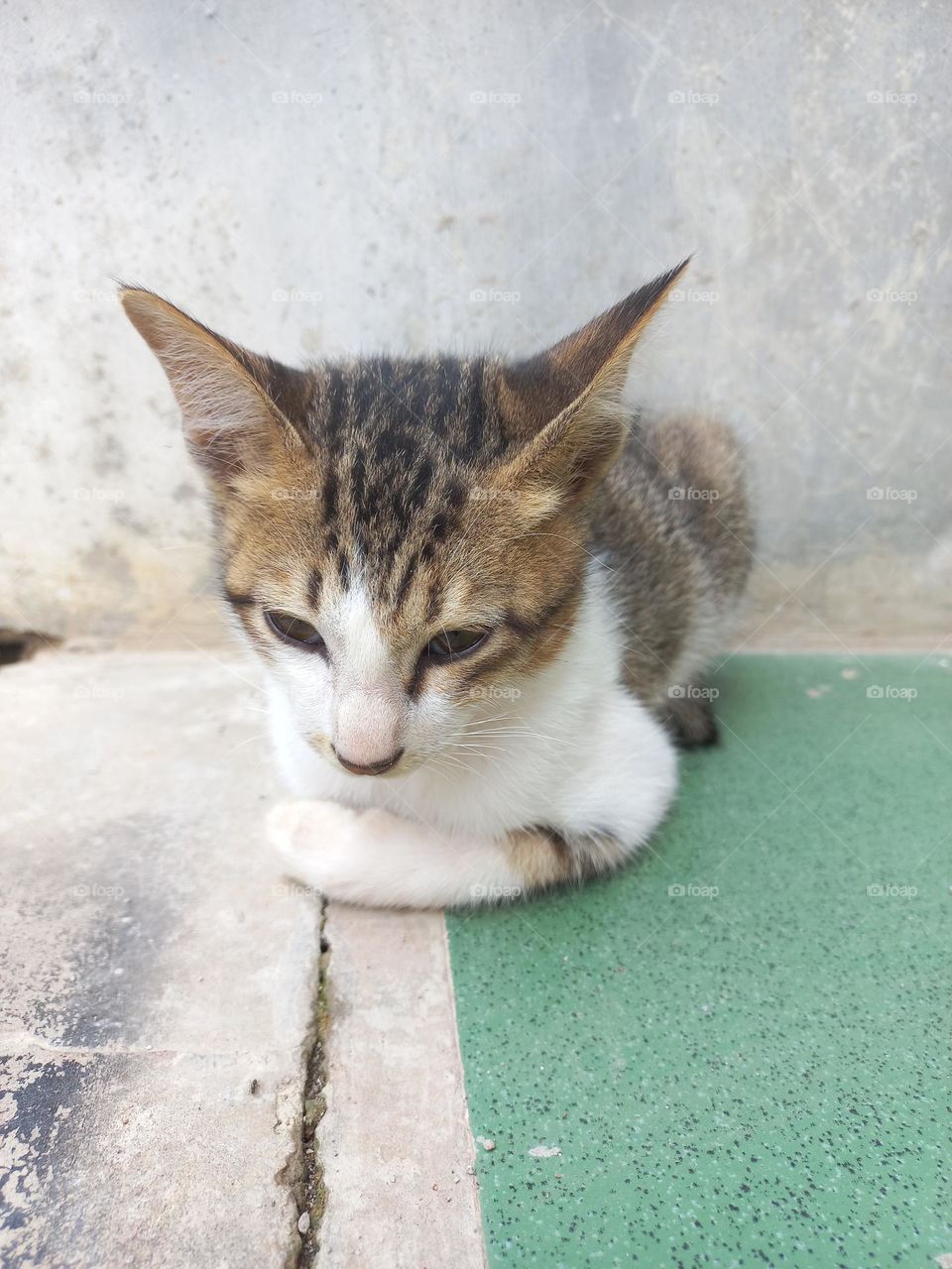 Cute kitten is sitting on the terrace