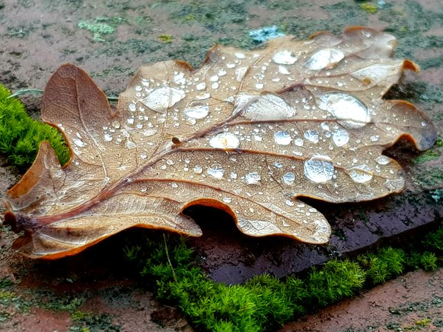 Leaf with raindrops