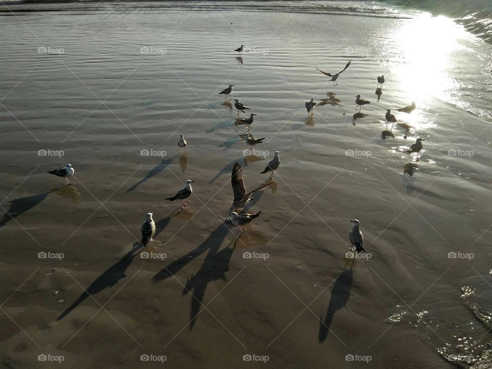 Seagulls near the beach feeds itselfs