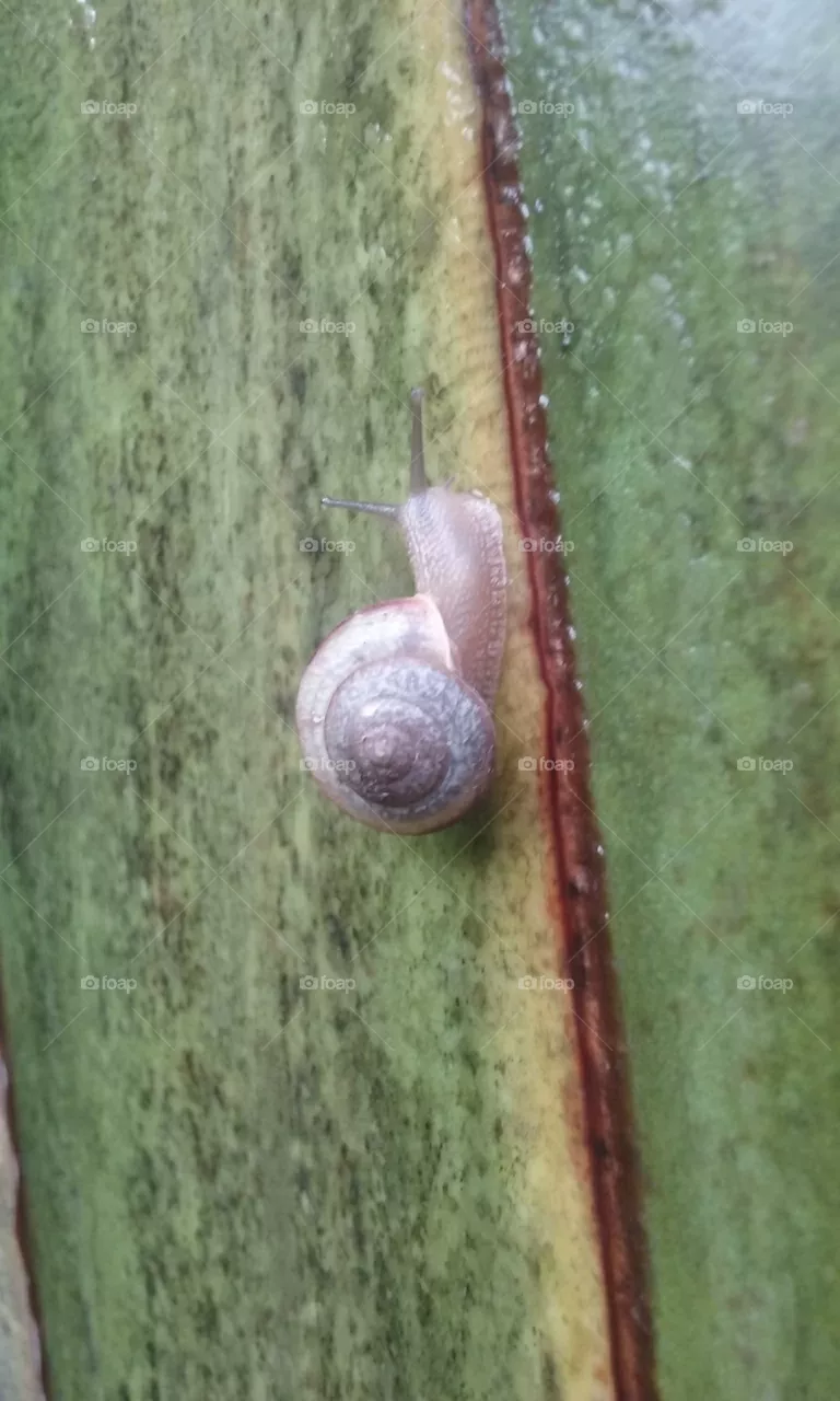 A tiny snail