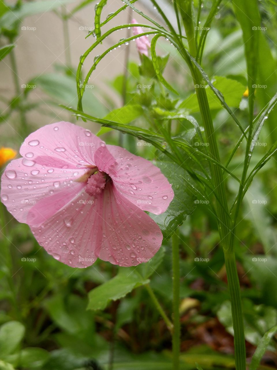 petals in a shower