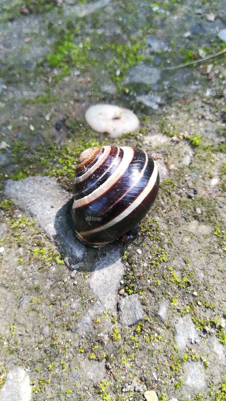 Snail's shell