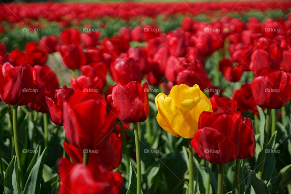 Yellow tulip in a field of red tulip