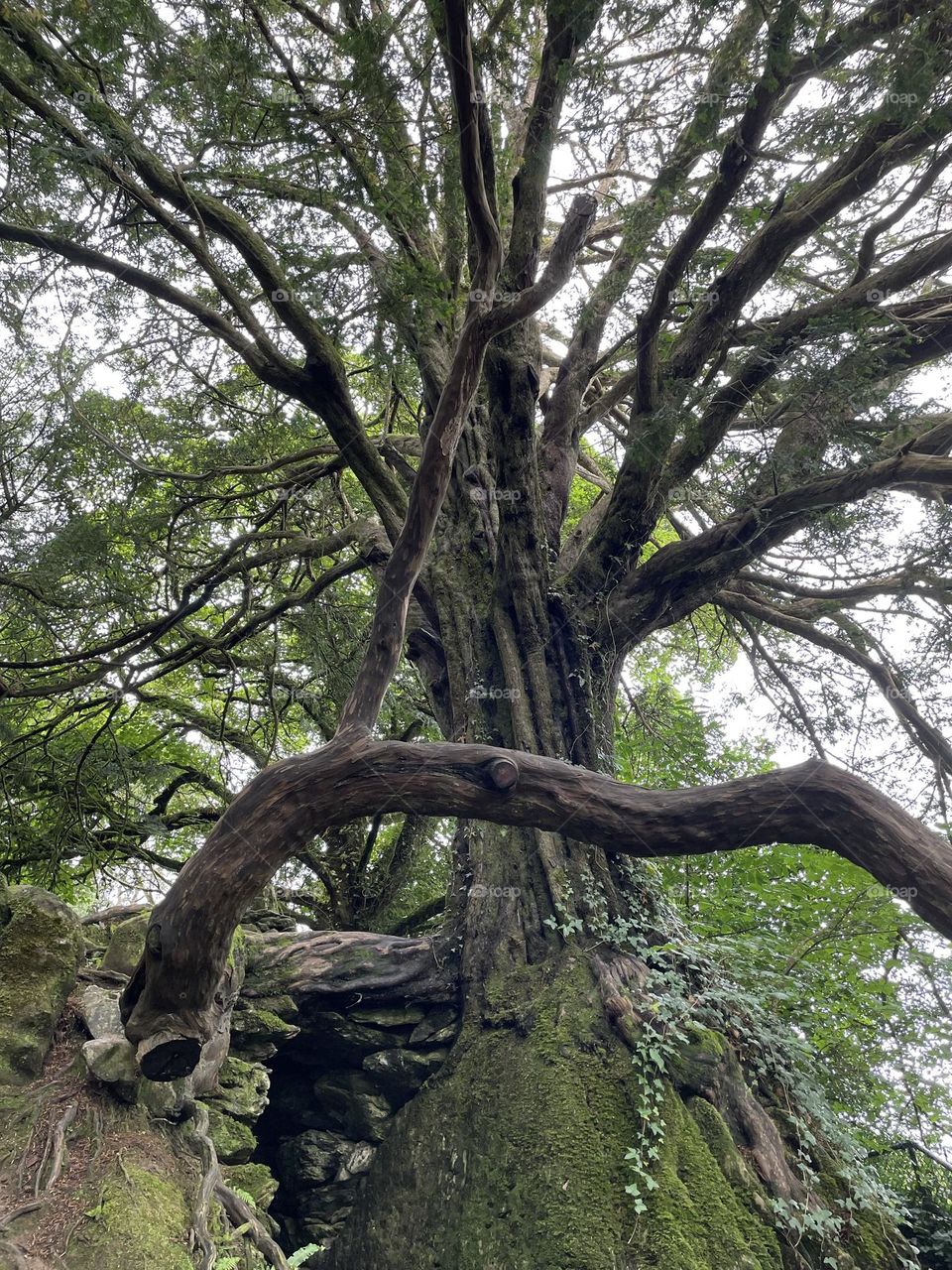 Beautiful big old tree