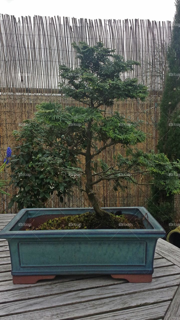 Bonsai Tree. My favourite tree.