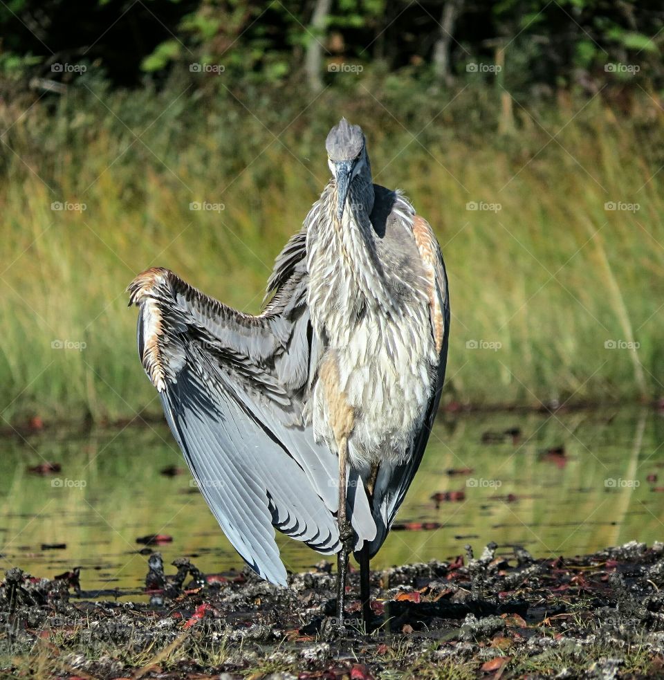 I take photos from my kayak which is a challenge but great opps