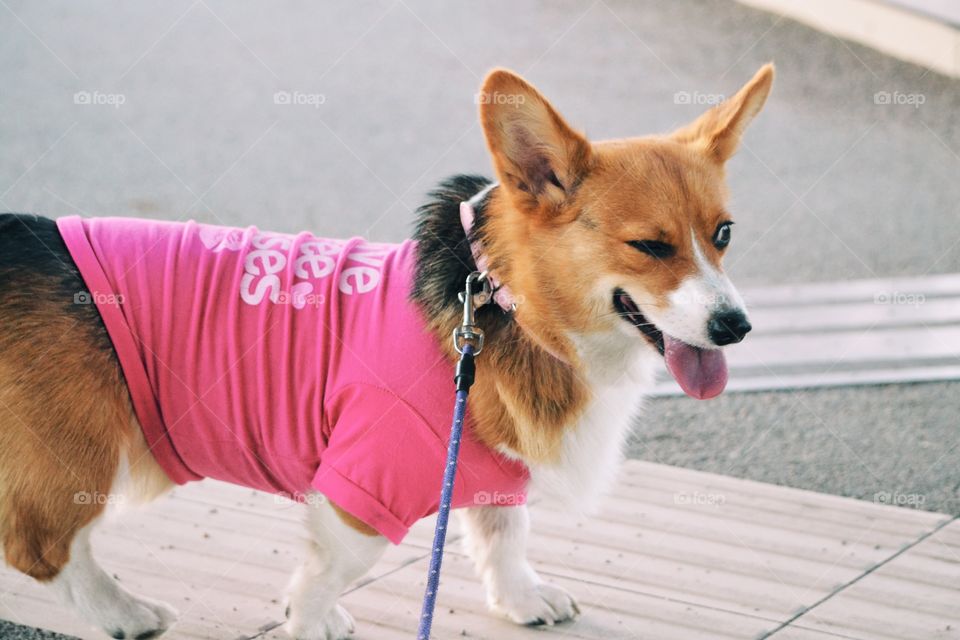 Cute dog with a funny face