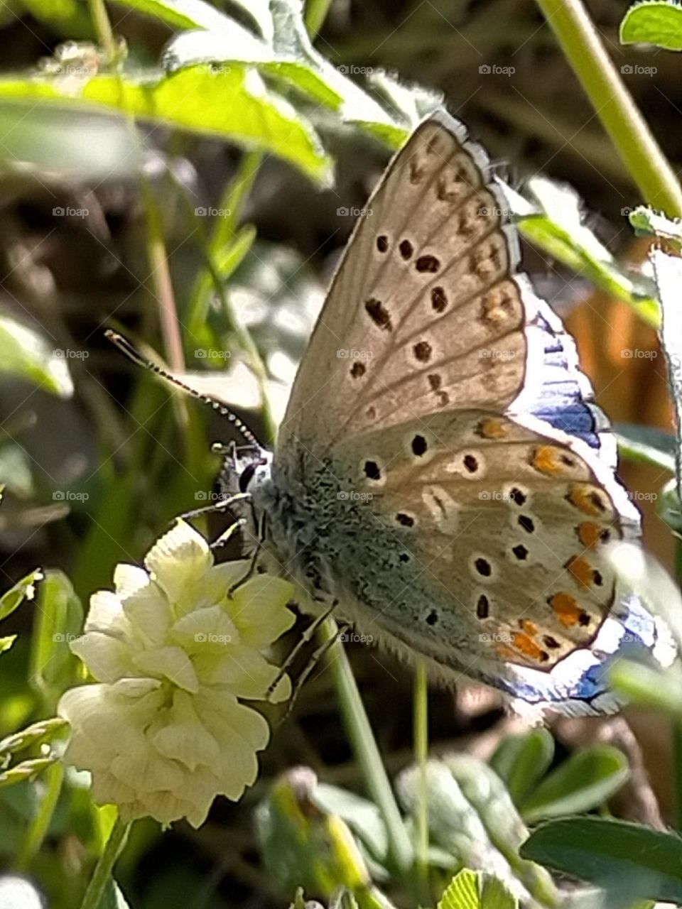 The return of the blue butterfly