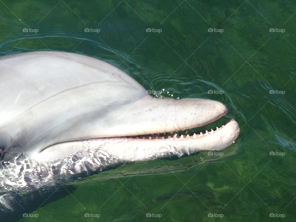 Wild Dolphin South Australia. Wild but Tame dolphin, south Australia