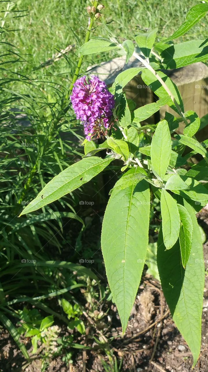 butterfly bush. just waiting for the butterflies and hummingbirds