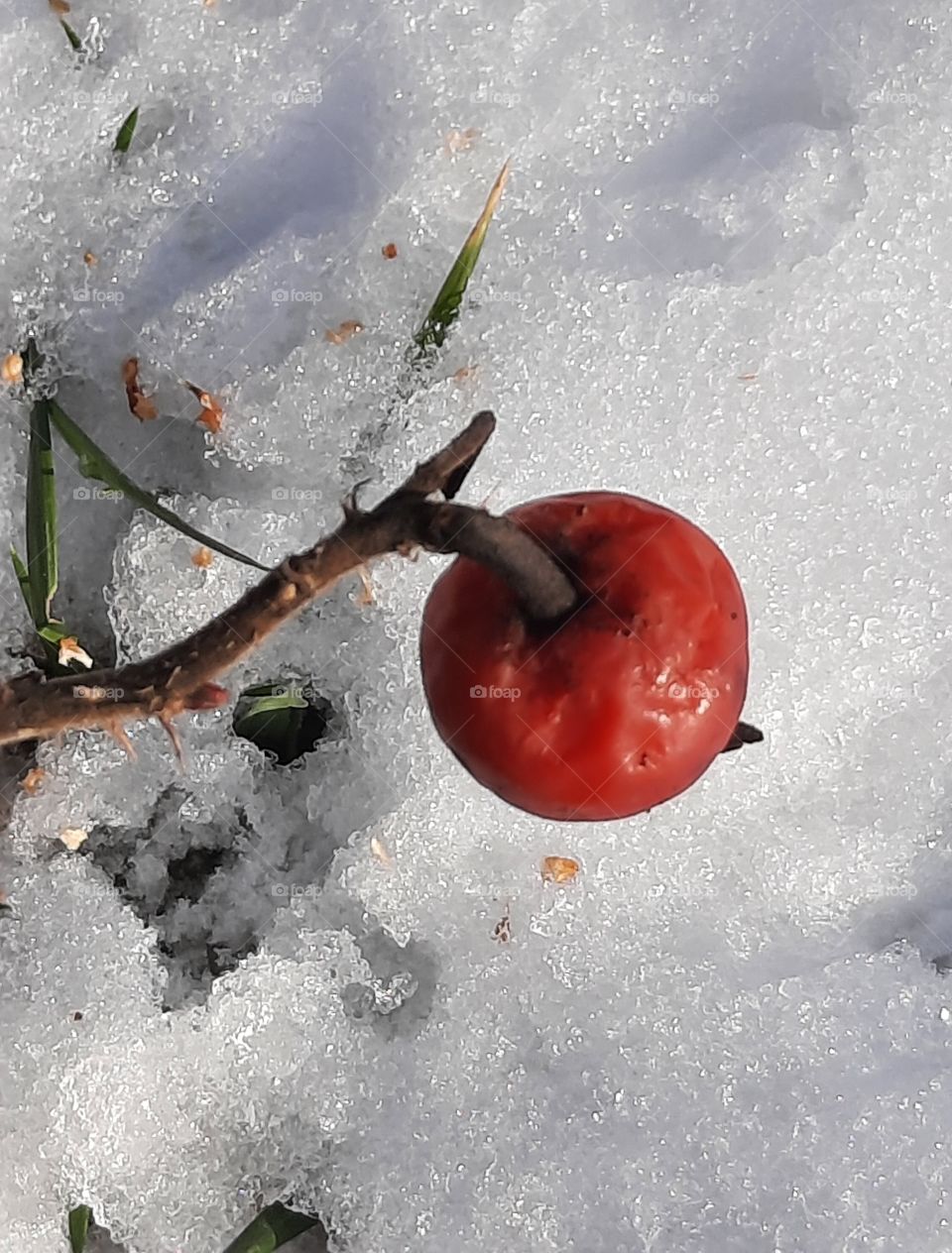 winter garden - red fruit  of wild rose with seeds spilt on the snow