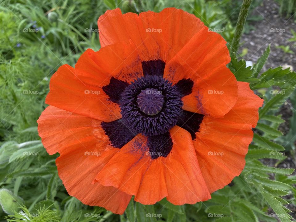Poppy flower